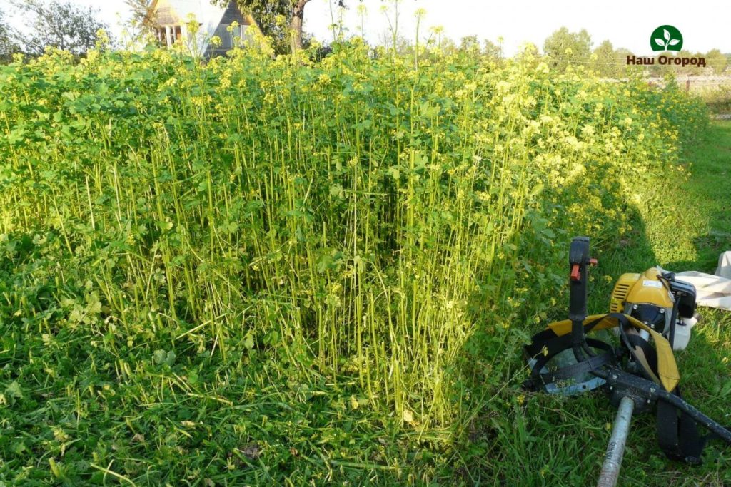 green manure