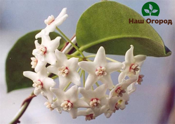 Variété Hoya