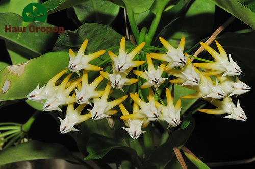 Hoya multiflore