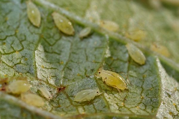 Protecting gooseberries from shoot aphids