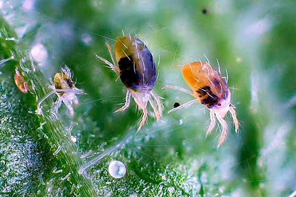 How to get rid of a spider mite.