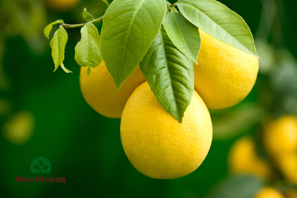 Lemon kaya dengan pelbagai vitamin yang baik untuk tubuh manusia.