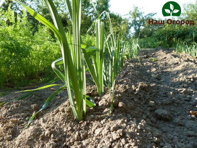 Anche i porri coltivati ​​necessitano di regolare diserbo e allentamento del terreno.