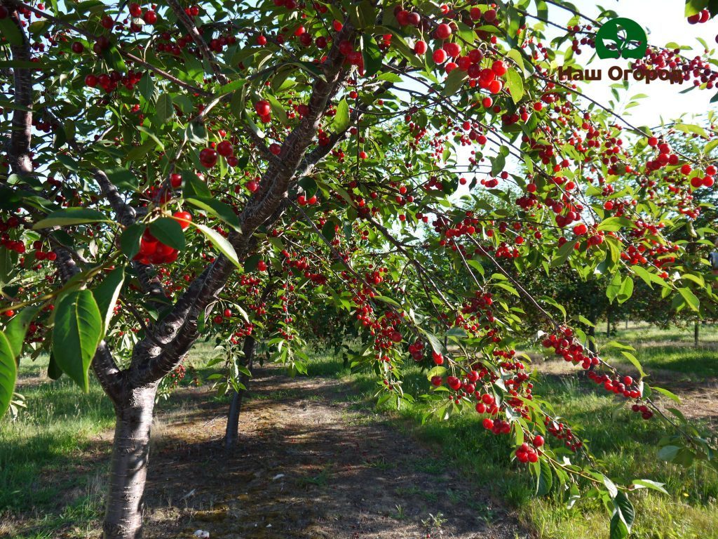 ciliegio da giardino