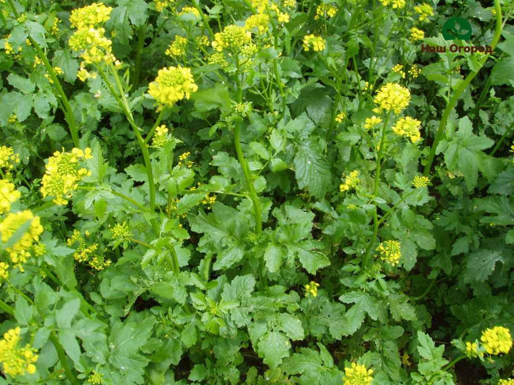 green manure