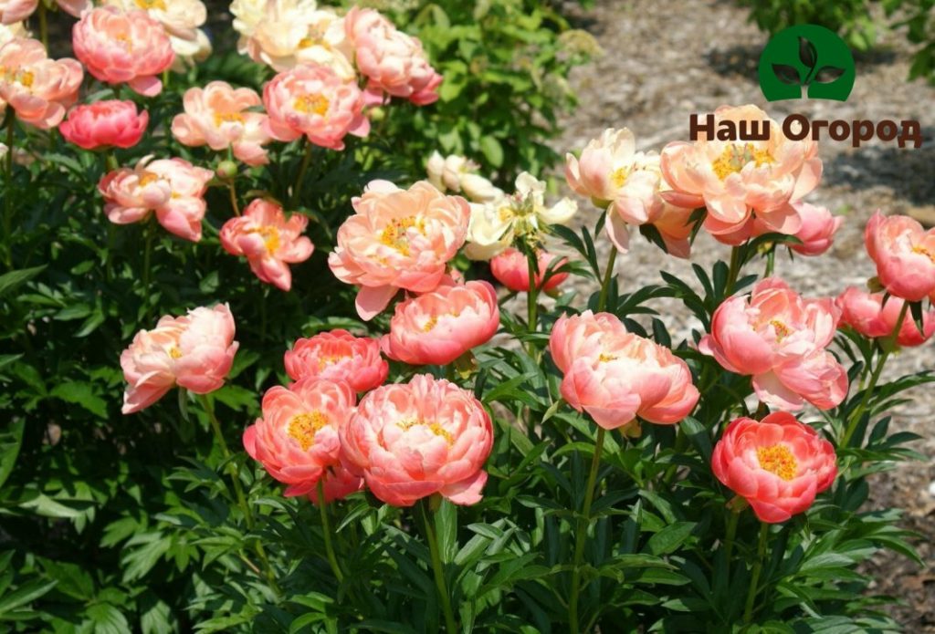 Pivoines herbacées