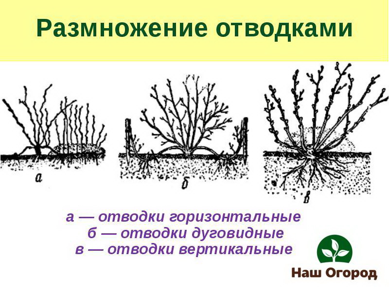 رسم توضيحي لتكاثر النبات عن طريق الطبقات