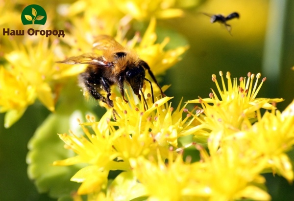 Insekter om våren er gode hjelpere i pollinering av blomster