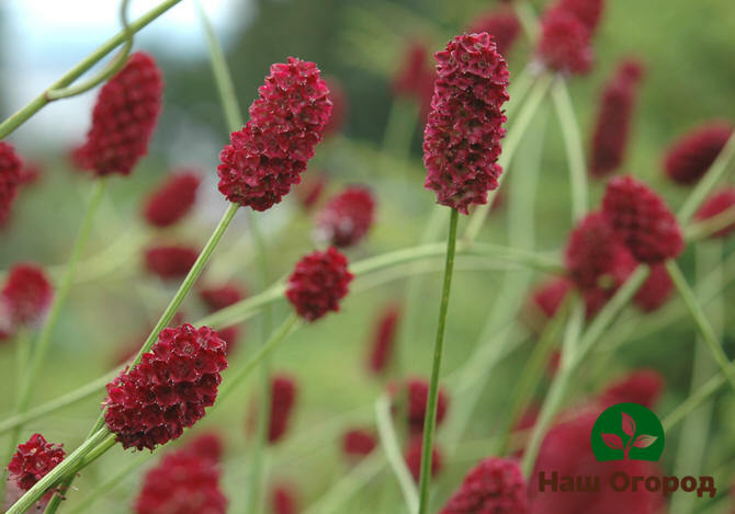 Burnet medicinal