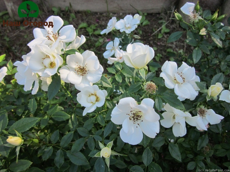 goutte de diadème de roses