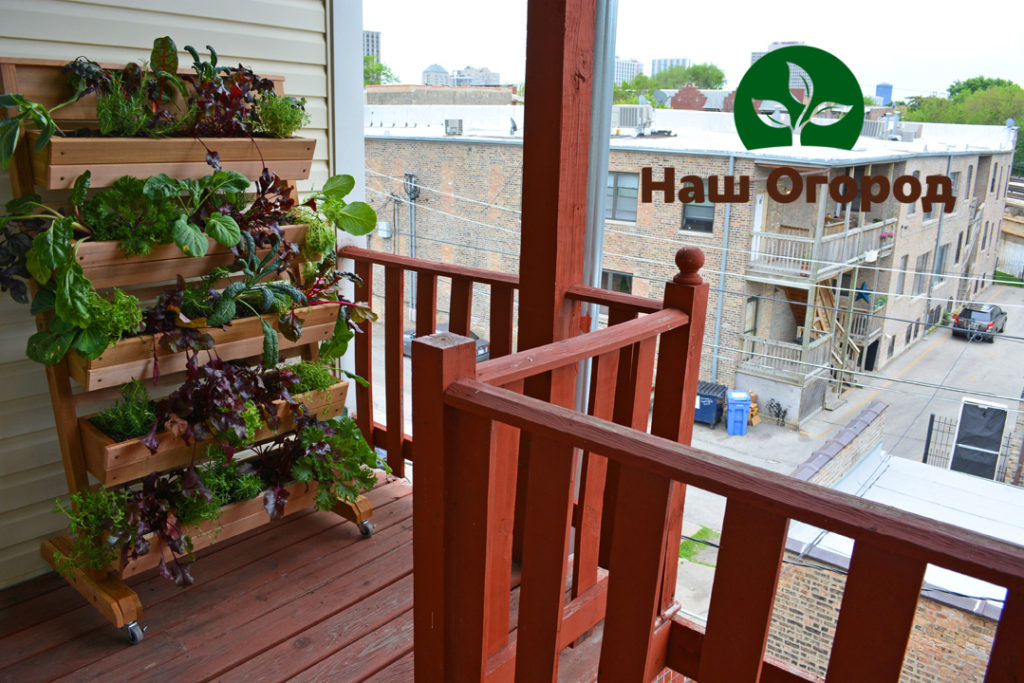 Un potager peut également être créé à la maison - sur le balcon.