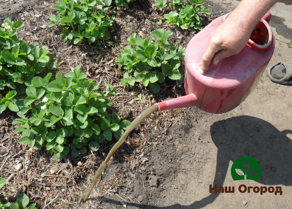 nourrir les fraises dans le jardin