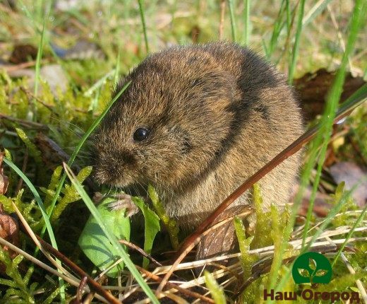 Vole - perosak kebun