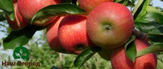 ثمار التفاح من صنف إليستا