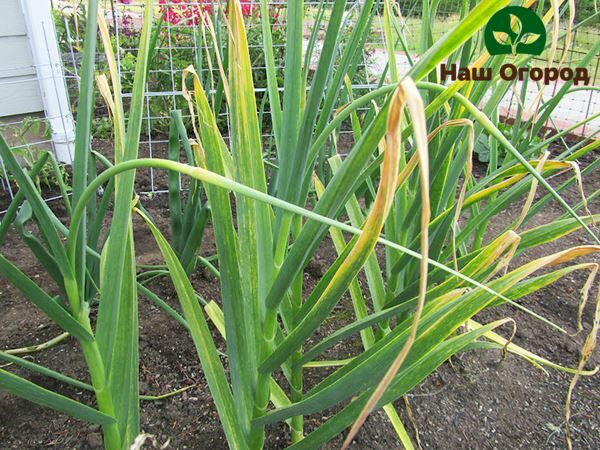 If you notice that the leaves of the garlic are turning yellow rapidly, you need to apply top dressing as soon as possible.