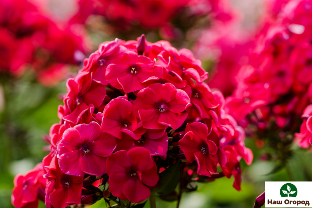 Phlox est une annuelle parfumée.