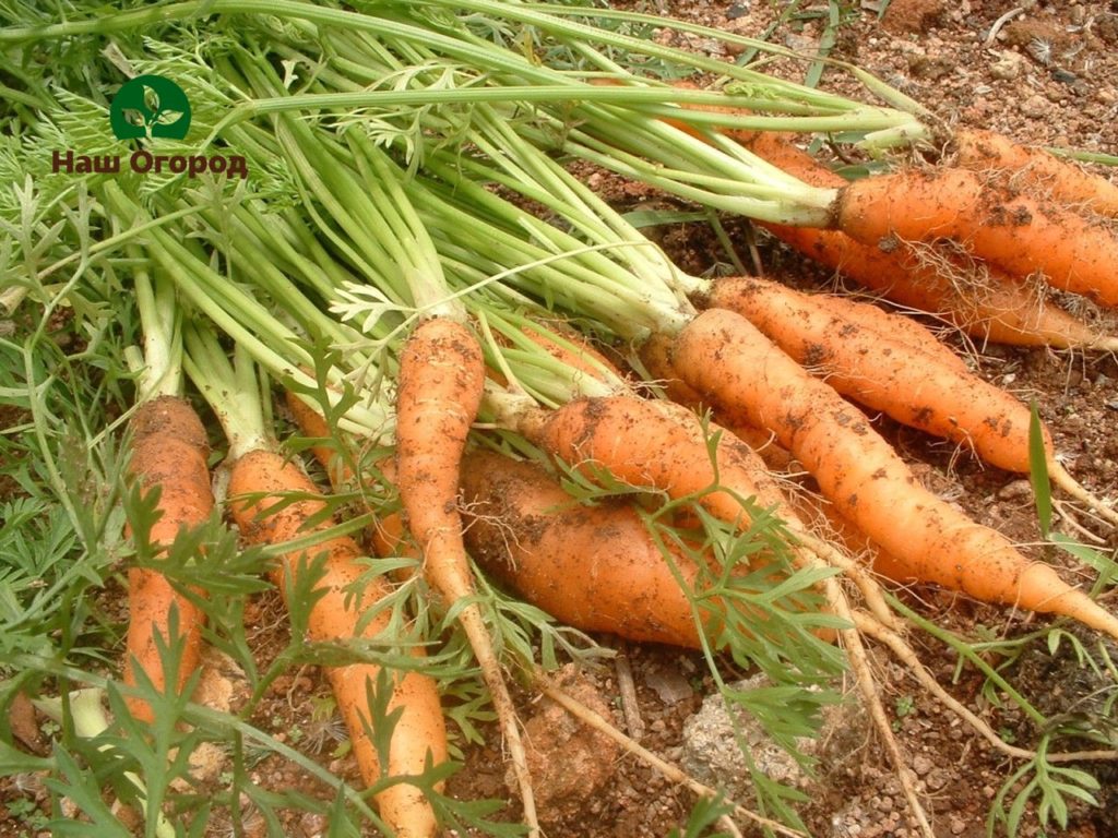 Морковите много обичат влагата, така че трябва да се поливат много често.