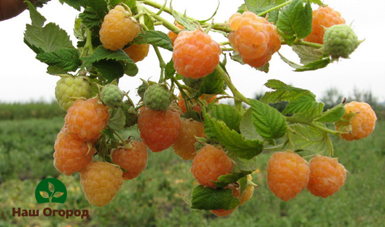 framboise dans le jardin