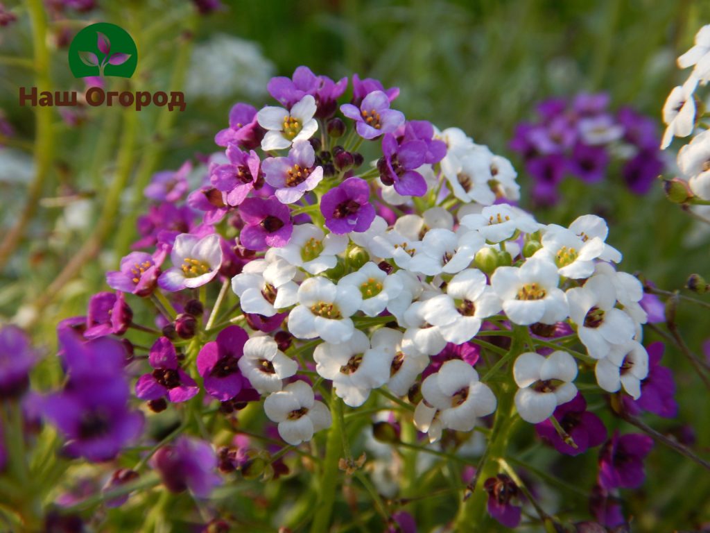 Selain berbunga yang luar biasa, alyssum tidak bersahaja dan mengeluarkan aroma manis yang halus.