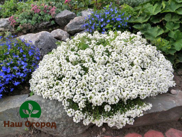 Alyssum е отлично решение за даване