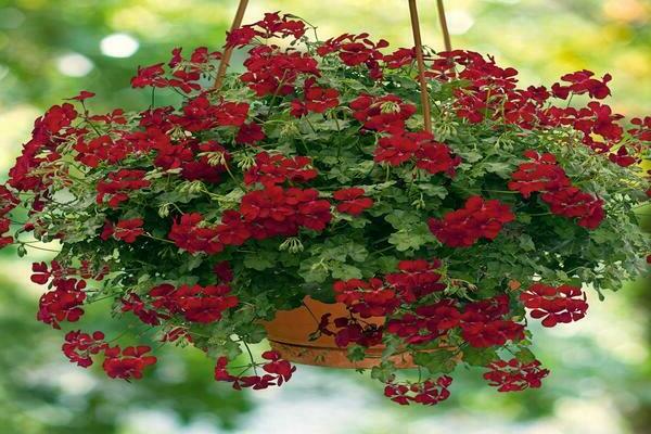 dyrking av pelargonium ampel