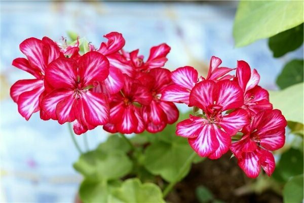 chăm sóc lưỡng tính pelargonium
