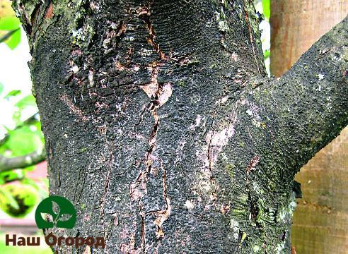 Kanser hitam adalah penyakit yang paling berbahaya dari kulit pokok epal, yang boleh mengakibatkan kematiannya