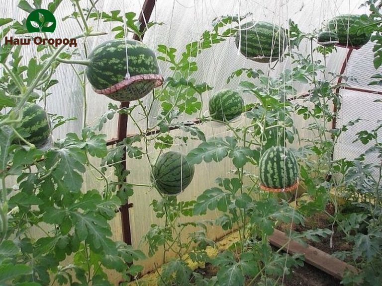سيكون الخيار المثالي لربط البطيخ في دفيئة هو ربطها في الهواء من أجل نموها بشكل متساوٍ.