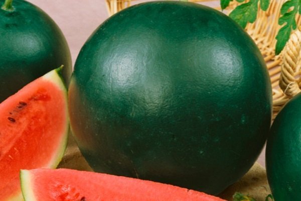 Vous pouvez distinguer une variété de pastèque, populaire parmi les résidents d'été, Ogonyok par la couleur monochromatique de la peau