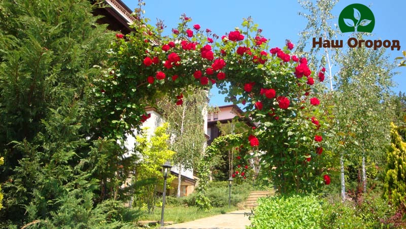 تعتبر الأقواس الزهرية حلاً رائعًا لتقسيم منطقة حديقتك.