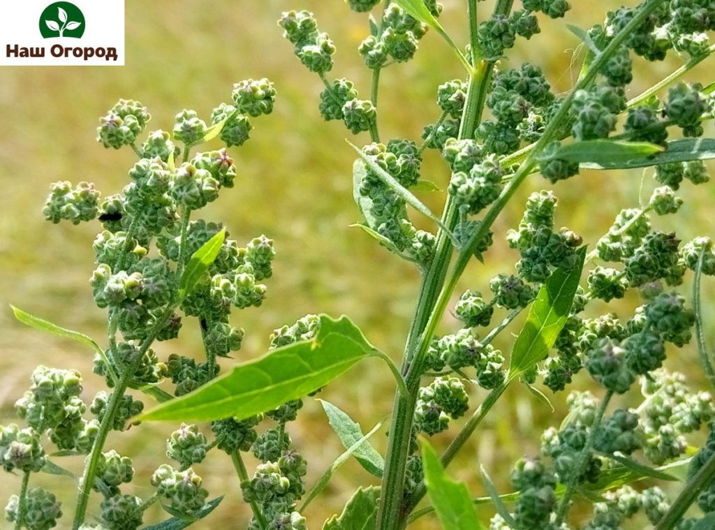 Quinoa, walaupun digunakan dalam homeopati, adalah alergen yang kuat.