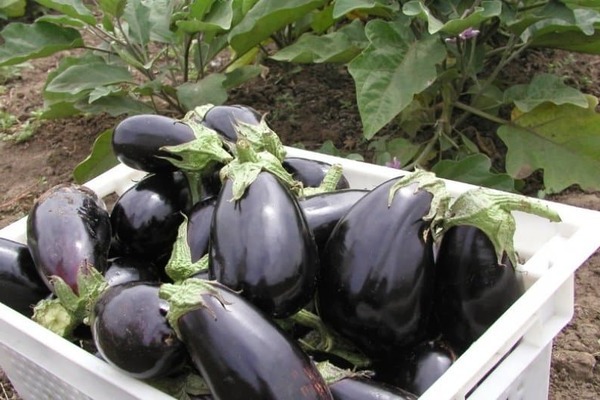 Clorinda Eggplant Harvesting