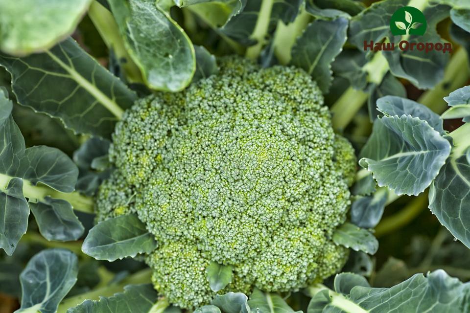 brokoli di kebun