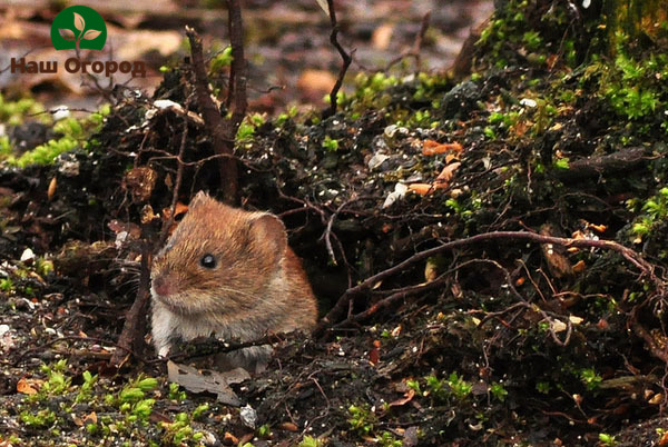 Vole có thể đi qua ngay cả hệ thống rễ được trang trí công phu nhất của cây trồng trong vườn.