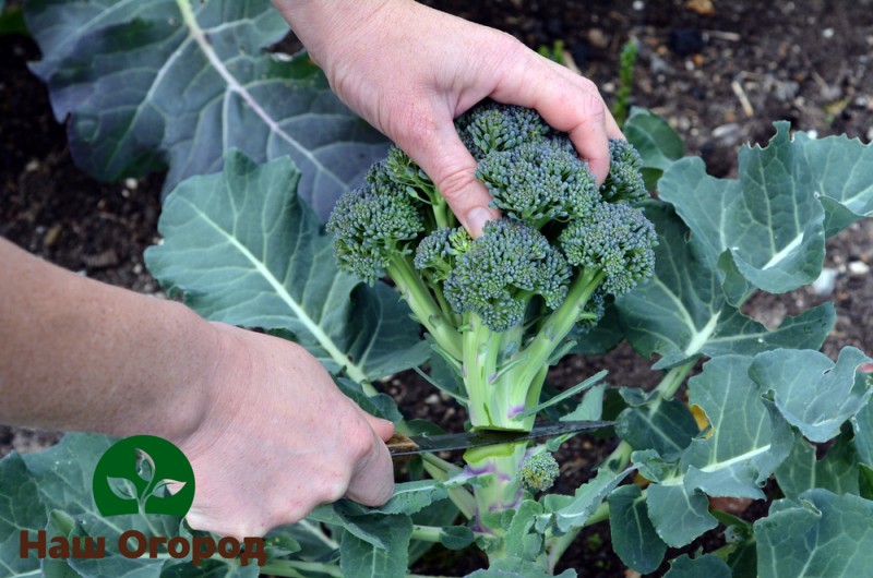 Grown broccoli should not be cut too close to the ground, much less plucked up by the roots.