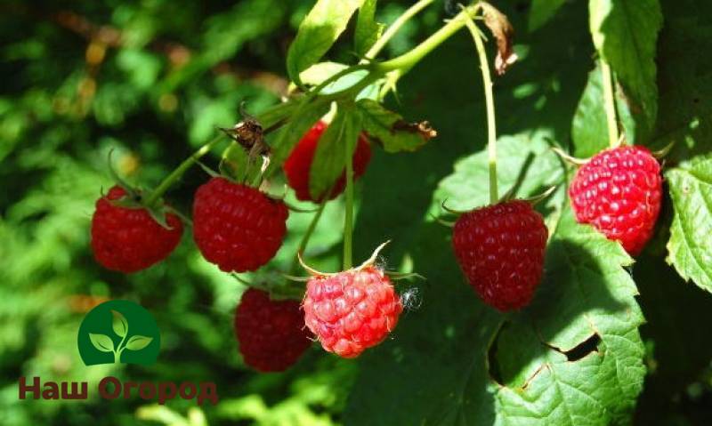 Belukar raspberry memerlukan peremajaan tepat pada masanya, kerana lama-kelamaan, tanah melemah dan mula menyakitkan