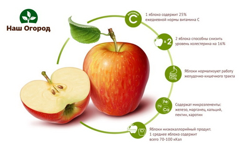 يحتوي التفاح على كمية كبيرة من الفيتامينات والمعادن المفيدة
