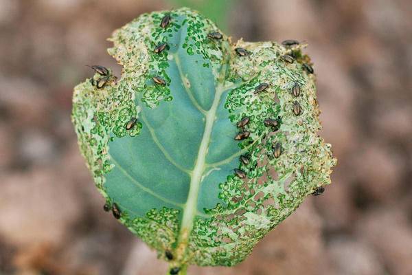 korsblomstloppe