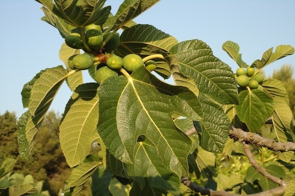 Albero di fico