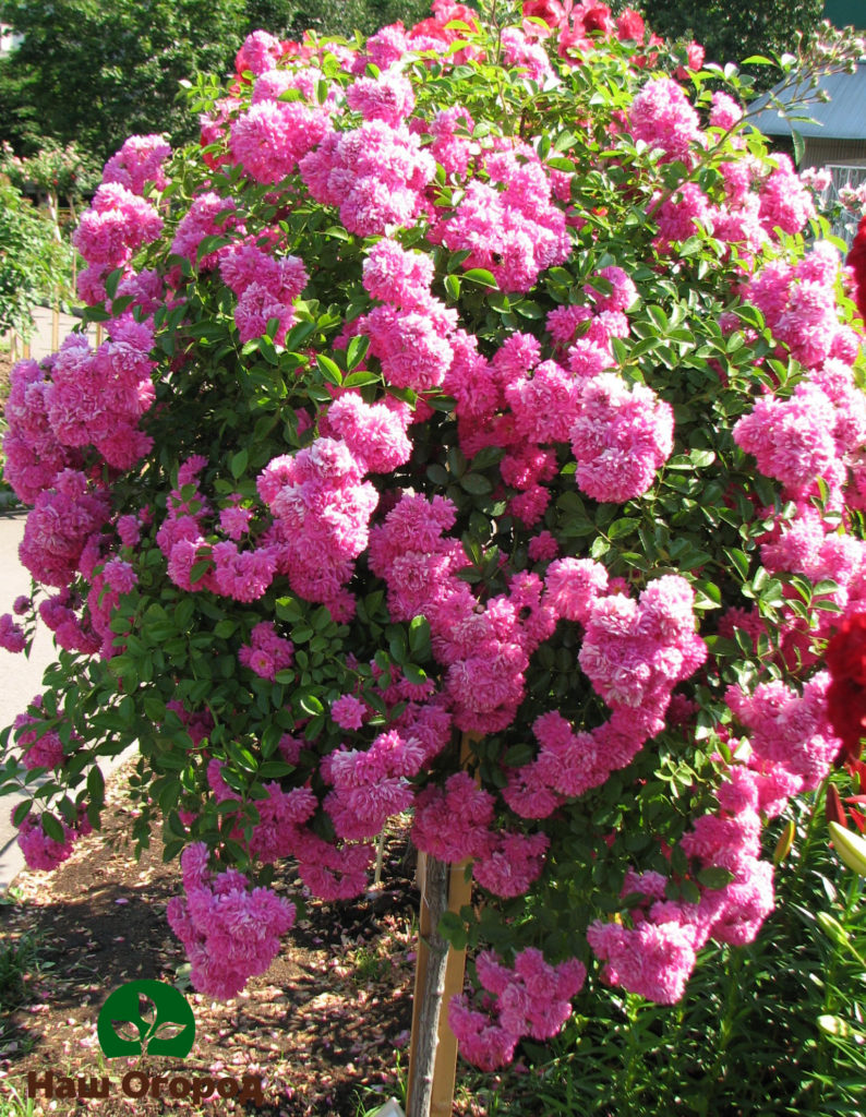 Dorothi Perkins roses on a stem