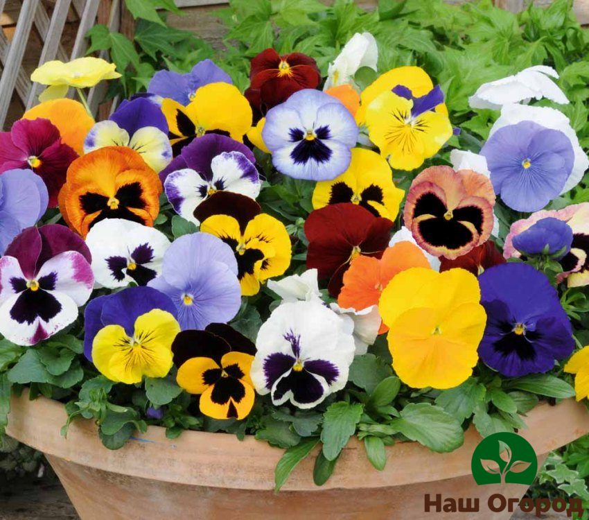 Pansies can be found in completely different colors, therefore, applying your imagination, you can create whole flower arrangements from pansies