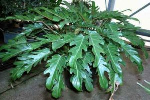 foto philodendron