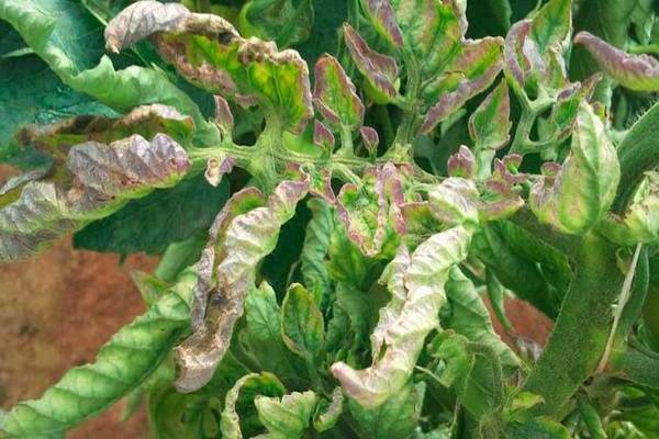 Phytophthora on tomatoes