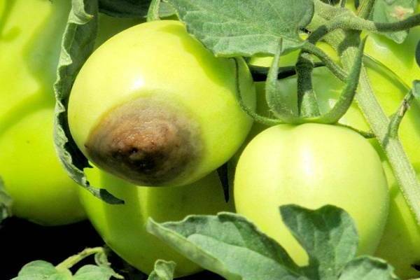 Phytophthora on tomatoes how to fight