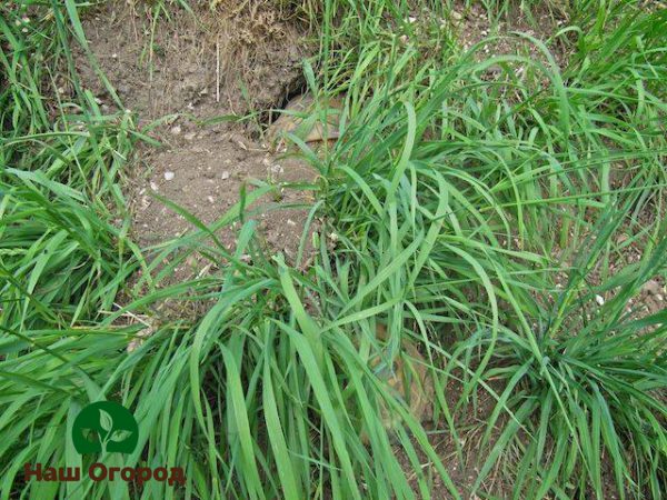  Ang Wheatgrass ay ang pinaka-mapanganib na damo para sa lumalaking mga itim na currant bushe