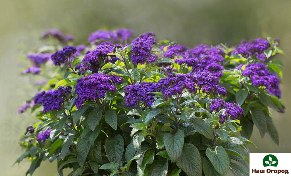 L'eliotropio è un favorito tradizionale per un giardino profumato.