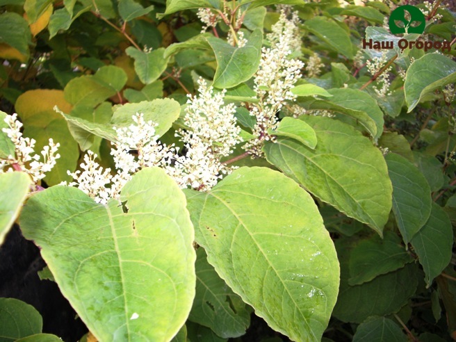 Buckwheat leaves will help remove inflammation and purulent formations