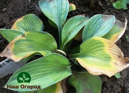 Untuk mengelakkan penyakit hosta, perlu memantau keadaan daun tanaman dengan teliti dan menerapkan pembajaan dan pembajaan yang sesuai.