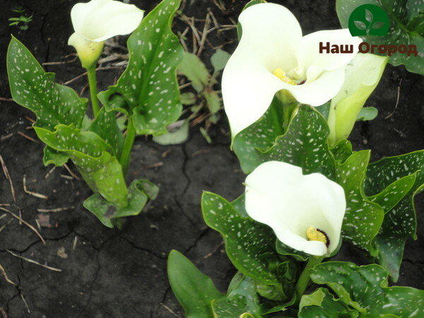 Adalah tidak diinginkan untuk menanam teratai calla terlalu rapat antara satu sama lain. Ini boleh memprovokasi perkembangan penyakit pada bunga.