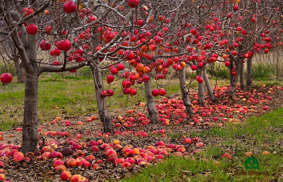 بستان التفاح